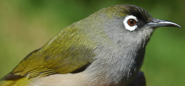 Oiseau vert ou Zosterops de La Réunion (Zosterops olivaceus) est un oiseau forestier endémique de La Réunion / wikipédia