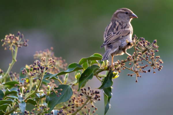 Moineau domestique (Passer domesticus) femelle au bout d’une tige de lierre (Hedera helix)