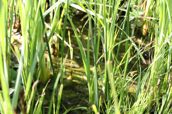 Mini mare au Potager du Roy © Nicolas Macaire