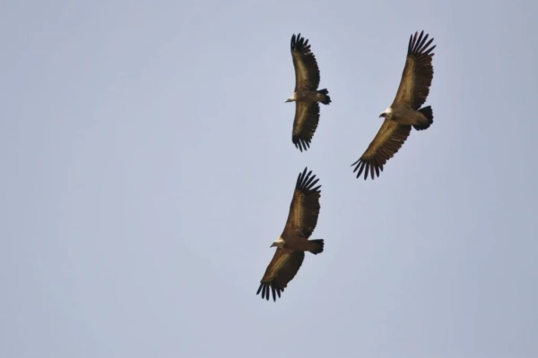 Trois vautours dans le ciel