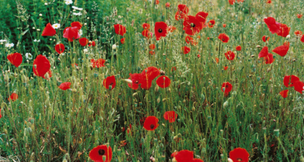 Coquelicots