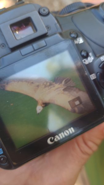 Photo du vautour fauve
