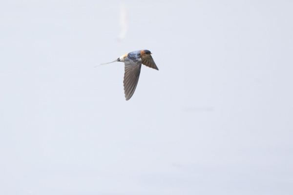 Hirondelle rousseline en vol