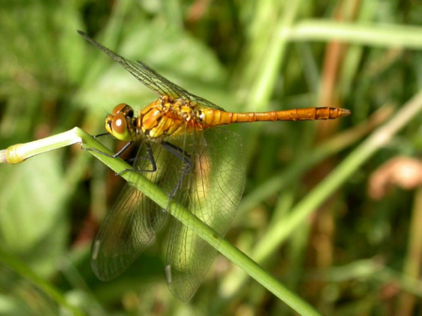 Sympetrum sanguineum (femelle)