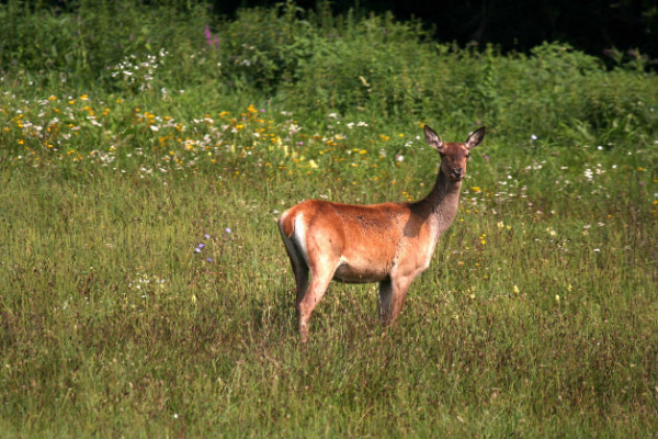 Une biche