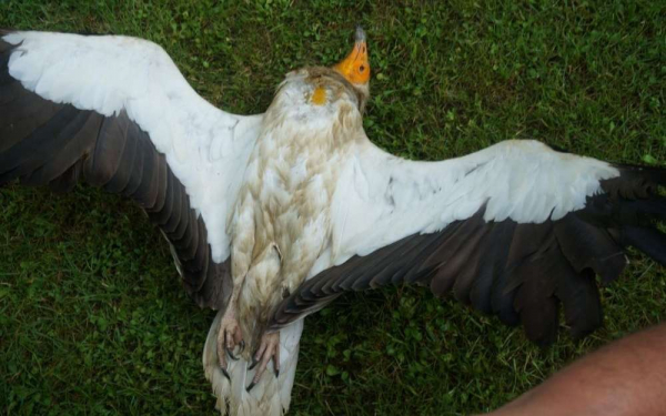 Vautour percnoptère retrouvé mort, par un exploitant agricole, sur la commune d'Arthez-d'Asson