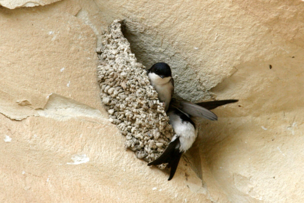 Deux hirondelles de fenêtre au nid