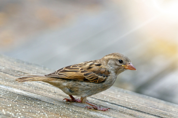 Moineau domestique (Passer domesticus) immature © Pixabay