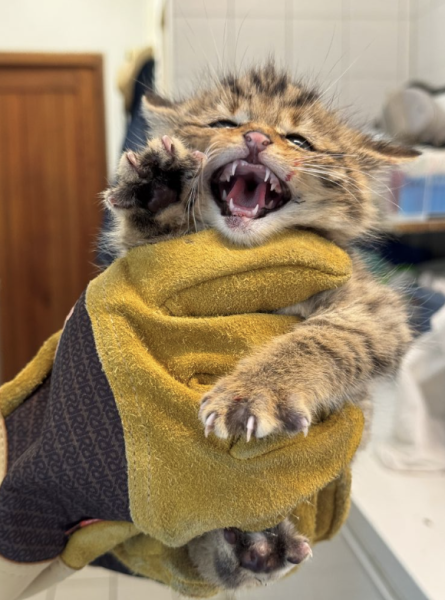 Chaton forestier &copy; Rosie JACKSON