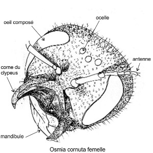 Osmia tête dessin