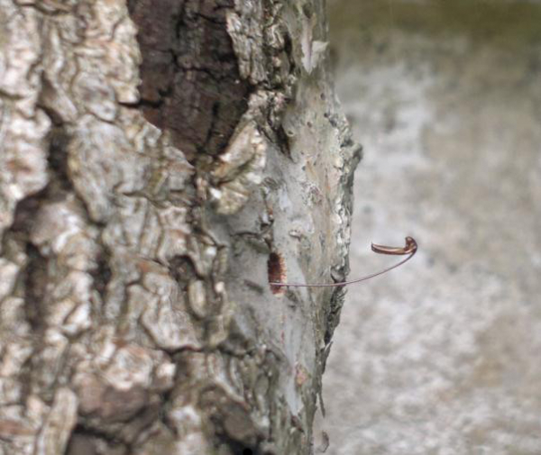 la tarière de la femelle de Rhyssella approximator reste seule sur le bouleau