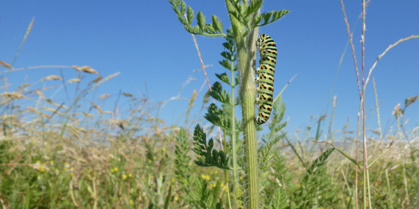 Chenille du papillon machaon (Papilio machaon) © Florent Huon LPO