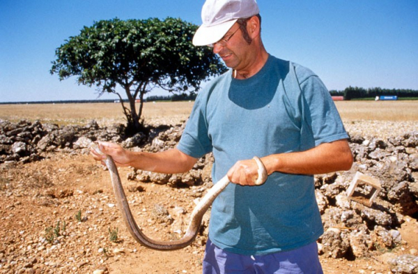 Couleuvre à échelons capturée dans un nichoir