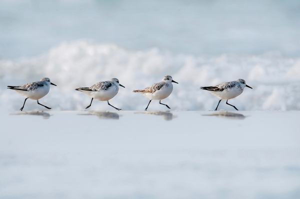 Bécasseaux sanderling Noémie Denys Les sprinters. Pas-de-Calais, septembre 2023