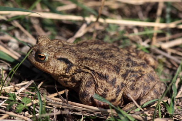 Crapaud adulte