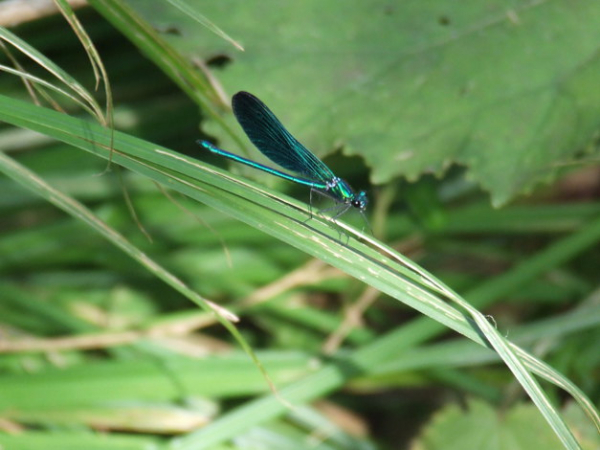 Calopteryx vierge