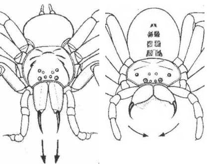 Orientation des crochets chez les mygalomorphes (à gauche) et chez les autres araignées (à droite)