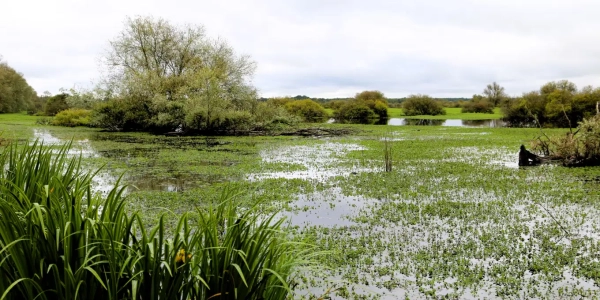 marais de Mazerolles, Jussie