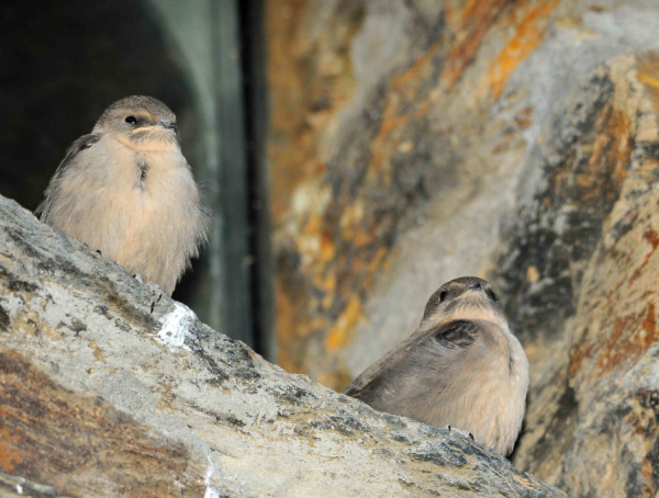 Deux hirondelles de rochers sur le bord d'une fenêtre