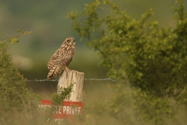 Hibou des marais