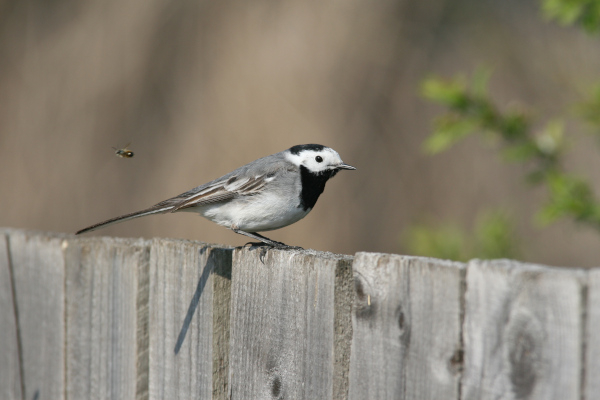 Bergeronnette grise (Motacilla alba) © Laurent Cocherel