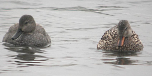 Canard chipeau, mâle et femelle