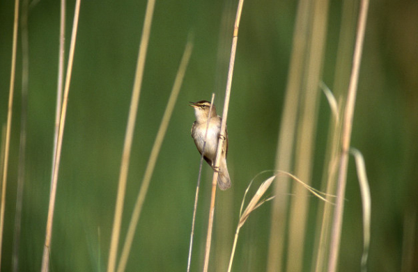 Phragmite des joncs