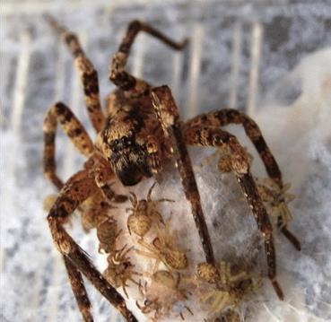 Zoropsis femelle sur son cocon, entourée de plusieurs jeunes araignées fraîchement écloses. Photos : Benjamin Eggs