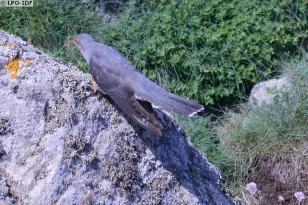 Coucou gris (Cuculus canorus), l'oiseau voleur de nid