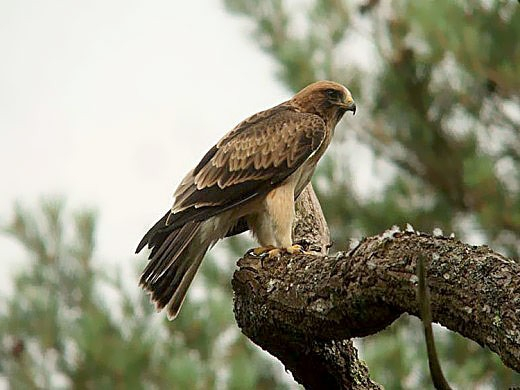 Aigle botté - LPO (Ligue pour la Protection des Oiseaux) - Agir pour la  biodiversité