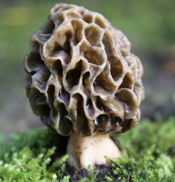 Morille (Morchella esculenta) © Jacques Lefèbvre