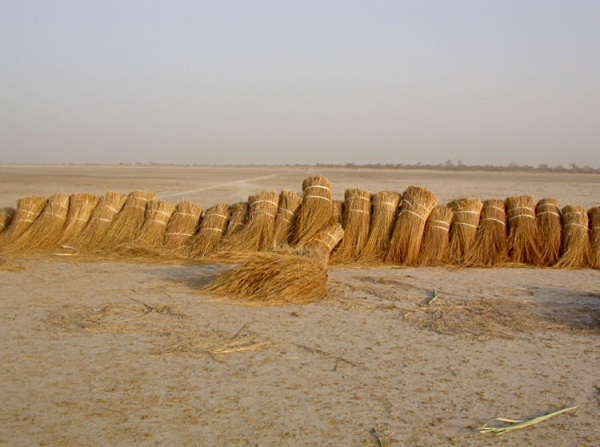 Collecte de la paille sur l’île Kousmar