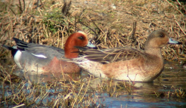 Couple de canards siffleur