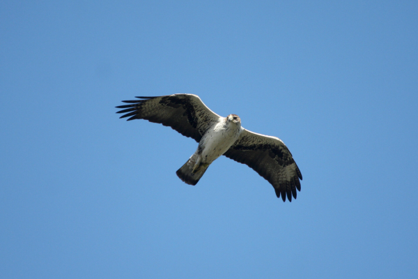 Aigle de Bonelli en vol