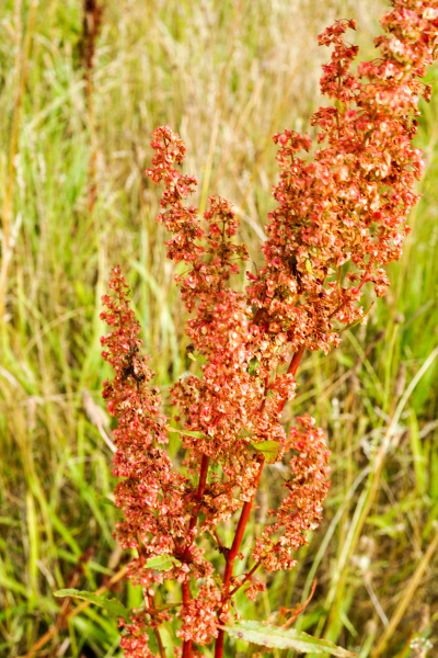 Rumex