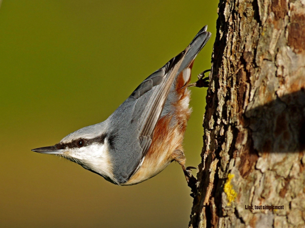 Sittelle torchepot (Sitta europaea) © Line Layet