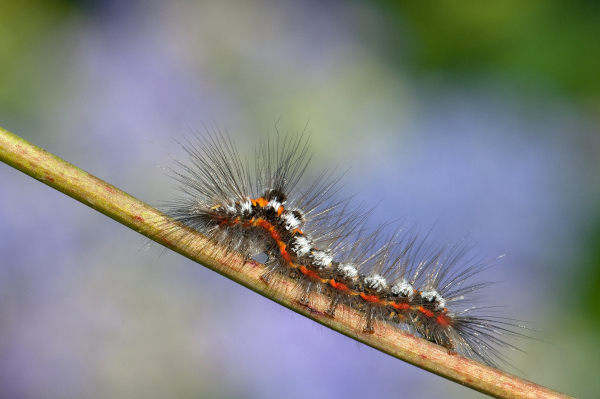 Chenille du Bombyx cul-dor&eacute; (Sphrageidus similis)ou Pudibonde &copy; Jean-Jacques Carlier