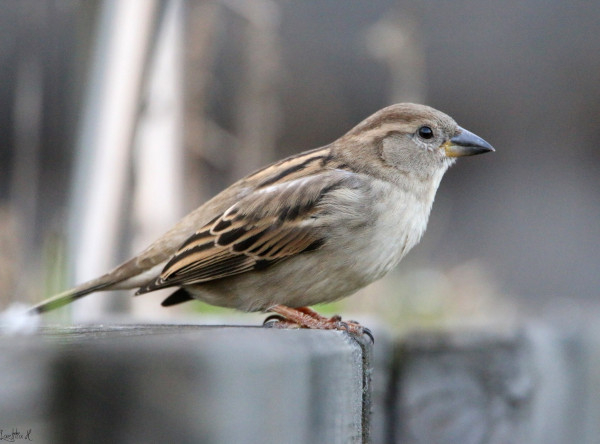 Moineau domestique (Passer domesticus) femelle &copy; Laetitia Hummel