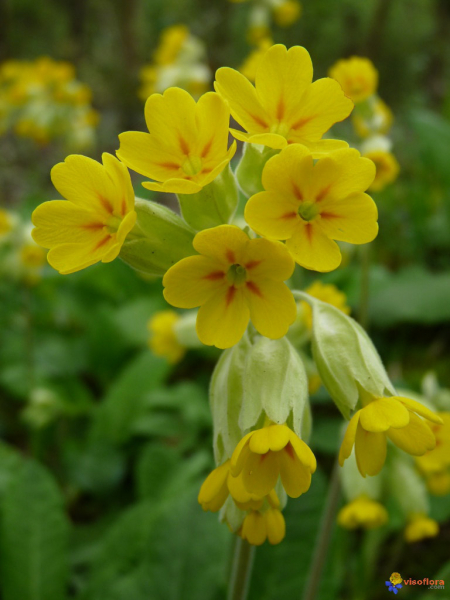 Primevère officinale