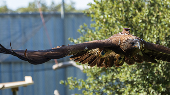 Aigle royal se rééduquant dans la volière de 64m de long