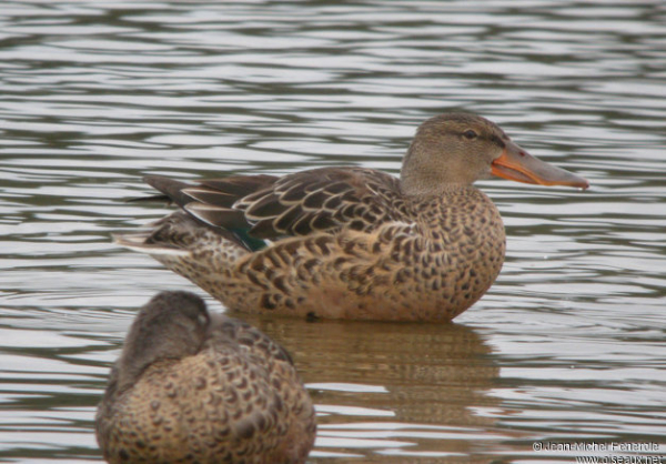 Canard souchet femelle