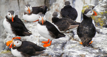 Groupe de macareux