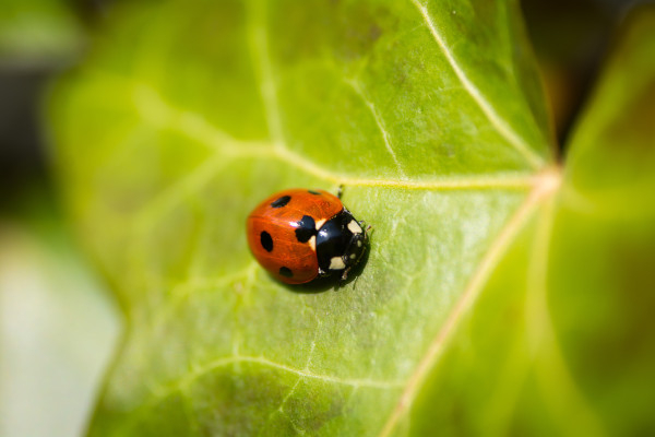 Coccinelle à sept points (Coccinella septempunctata) © Michel Bosma