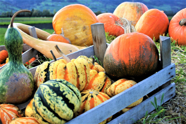 Citrouilles du potager © Pixabay