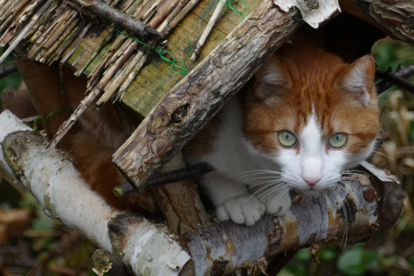 Le chat domestique est malheureusement un des principaux prédateurs au jardin