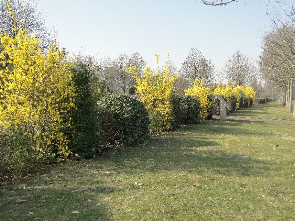 Cimetière parisien de Thiais : buissons