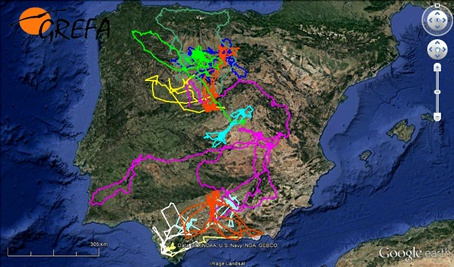 Carte dispersion des juvéniles