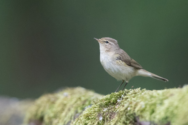 Photo de pouillot de Bonelli © Hervé Broguy