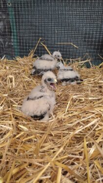 3 poussins de Busard cendré