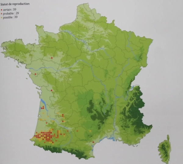 Carte de France : statut de reproduction de l'Elanion blanc